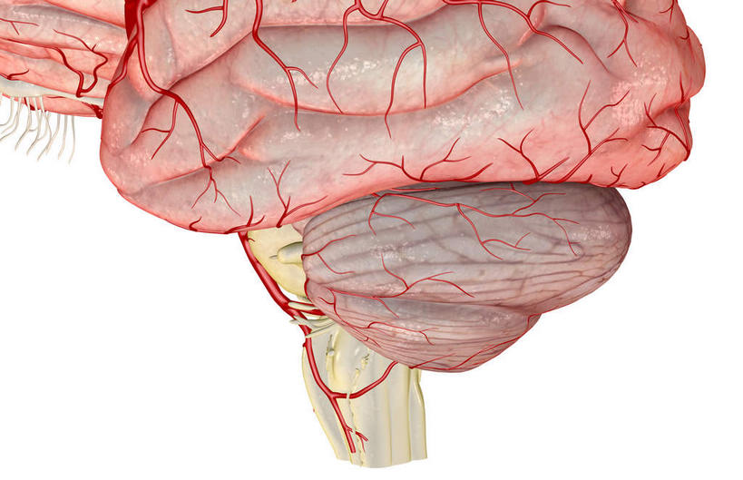 动脉,静脉,无人,横图,插画,室内,特写,白天,白色背景,正面,数码,科技,静物,大脑,阴影,局部,网络,医学,高光,几何,计算机图形,合成,图画,画,模型,人体,部分,电脑合成图,数码合成图,生物学,人体器官,器官,沟壑,漫画,小脑,脑干,生理学,写实,具体,具象,大脑皮层,端脑,沟,灰质,回,间脑,颞叶,脑动脉,小脑动脉,彩图