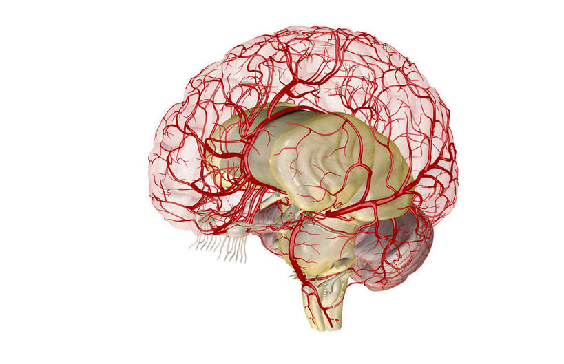动脉,静脉,无人,横图,插画,室内,特写,白天,白色背景,正面,数码,科技,静物,大脑,阴影,局部,网络,医学,高光,几何,计算机图形,合成,图画,画,模型,人体,部分,电脑合成图,数码合成图,生物学,人体器官,器官,沟壑,漫画,小脑,脑干,生理学,写实,具体,具象,大脑皮层,端脑,沟,灰质,回,间脑,椎动脉,彩图