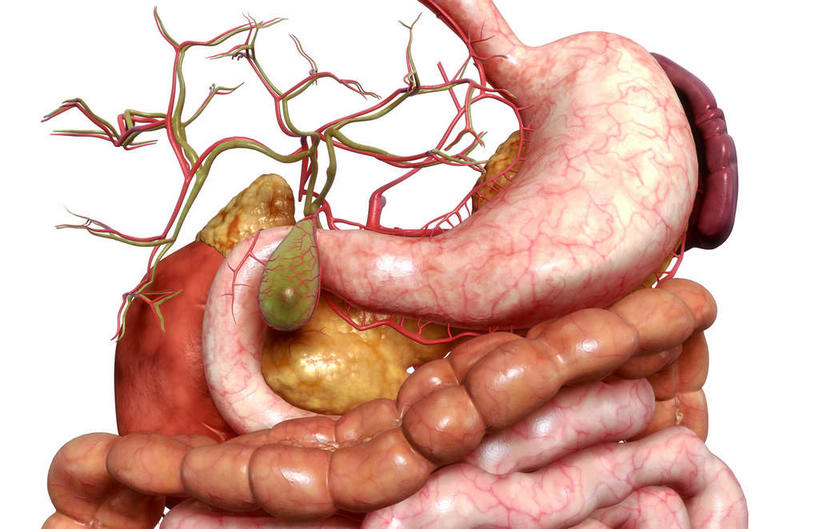 腹部,内脏,胰腺,肠,动脉,静脉,胆囊,十二指肠,无人,横图,插画,室内,特写,白天,白色背景,正面,数码,科技,静物,阴影,局部,网络,医学,高光,几何,计算机图形,合成,图画,画,模型,人体,部分,电脑合成图,数码合成图,生物学,人体器官,器官,漫画,生理学,写实,具体,具象,肾上腺,胆总管,横结肠,空肠,肠癌,大肠,盲肠,脾脏,小肠,直肠,彩图,消化系统