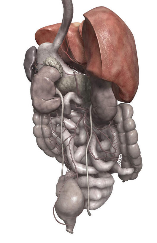 内脏,肝脏,胰腺,肠,动脉,静脉,血管,肛门,十二指肠,无人,竖图,插画,室内,特写,白天,白色背景,正面,数码,科技,静物,阴影,局部,网络,医学,高光,几何,计算机图形,合成,图画,画,模型,人体,部分,电脑合成图,数码合成图,生物学,人体器官,器官,漫画,输尿管,生理学,写实,具体,具象,肾上腺,降结肠,空肠,升结肠,大肠,肝,盲肠,脾脏,食管,小肠,直肠,彩图,消化系统
