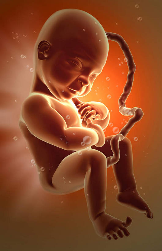 一个人,竖图,插画,室内,特写,白天,正面,数码,科技,仅一个人,阴影,网络,高光,几何,计算机图形,合成,图画,画,生长,成长,电脑合成图,数码合成图,胎儿,发育,脐带,漫画,孕育,写实,具体,具象,羊水,半身,彩图,胚胎