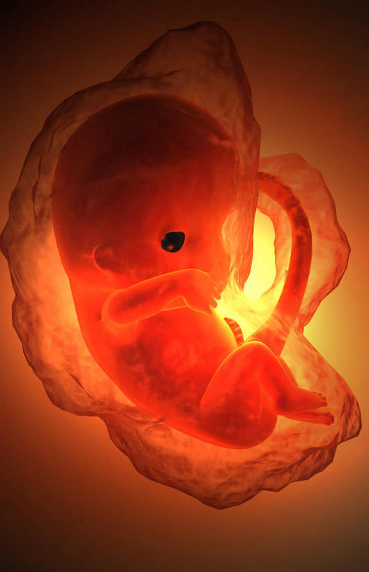 一个人,竖图,插画,室内,特写,白天,正面,数码,科技,仅一个人,阴影,网络,高光,几何,计算机图形,合成,图画,画,生长,成长,电脑合成图,数码合成图,胎儿,发育,脐带,漫画,孕育,写实,具体,具象,羊水,彩图,全身,胚胎