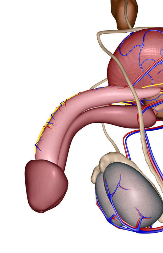 动脉,静脉,阴茎,睾丸,无人,竖图,插画,室内,特写,白天,白色背景,正面,数码,科技,静物,阴影,局部,网络,医学,高光,几何,计算机图形,合成,图画,画,模型,人体,部分,电脑合成图,数码合成图,生物学,人体器官,器官,漫画,泌尿系统,输尿管,生理学,写实,具体,具象,肾上腺,男性生殖器官,彩图,生殖器官