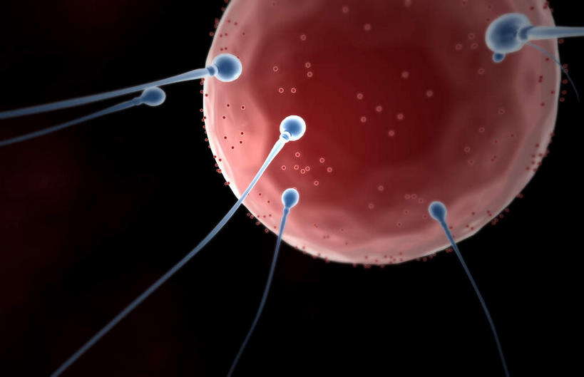 无人,横图,插画,室内,特写,白天,正面,数码,科技,静物,阴影,网络,医学,细胞,高光,几何,计算机图形,合成,图画,画,精子,人体,电脑合成图,数码合成图,生物学,卵子,漫画,生理学,写实,具体,具象,彩图,受精卵