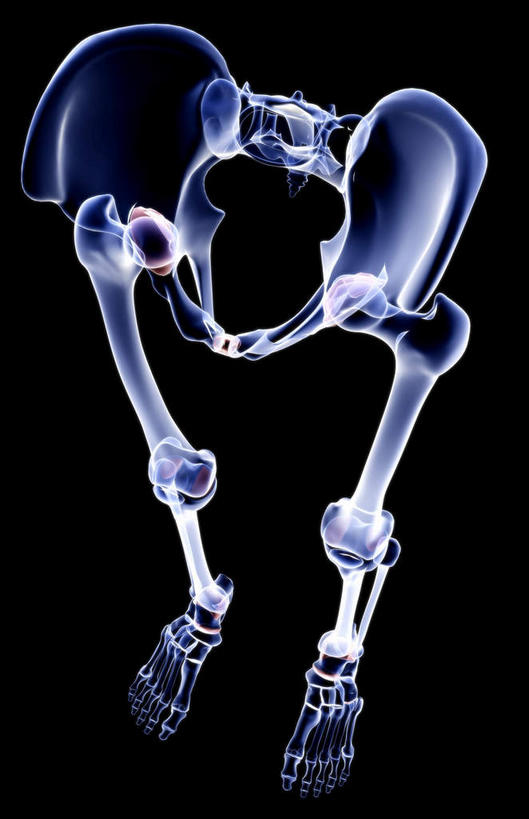 动脉,静脉,骨骼,骨盆,无人,医院,竖图,插画,x光片,室内,特写,白天,正面,数码,科技,静物,阴影,局部,辐射,科学,网络,医学,骨头,高光,几何,计算机图形,合成,图画,画,模型,人体,部分,电脑合成图,数码合成图,骨架,医疗,生物学,科学技术,x射线,x光,漫画,医疗机构,生理学,写实,具体,具象,髌骨,骶骨,腓骨,跗骨,股骨,胫骨,髋骨,尾骨,趾骨,胯骨,蹠骨,半身,彩图,病院,诊所,电磁波,电磁辐射