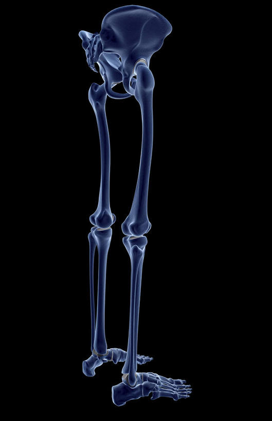 动脉,静脉,骨骼,骨盆,无人,竖图,插画,x光片,室内,特写,白天,正面,数码,科技,静物,阴影,黑色背景,局部,辐射,科学,网络,医学,骨头,光芒,高光,几何,计算机图形,合成,图画,画,模型,人体,部分,电脑合成图,数码合成图,骨架,医疗,生物学,科学技术,x射线,x光,漫画,生理学,写实,具体,具象,髌骨,骶骨,腓骨,跗骨,股骨,胫骨,髋骨,尾骨,趾骨,胯骨,蹠骨,半身,彩图,电磁波,电磁辐射