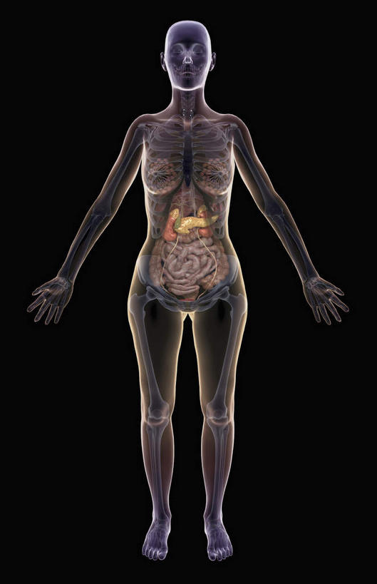 内脏,胰腺,肾脏,动脉,静脉,无人,站,竖图,插画,室内,特写,白天,正面,数码,科技,静物,阴影,黑色背景,网络,医学,光芒,高光,几何,计算机图形,合成,图画,画,模型,站着,人体,皮肤,电脑合成图,数码合成图,生物学,人体器官,器官,漫画,输尿管,生理学,写实,具体,具象,肾上腺,消化道,站立,彩图,全身,消化系统