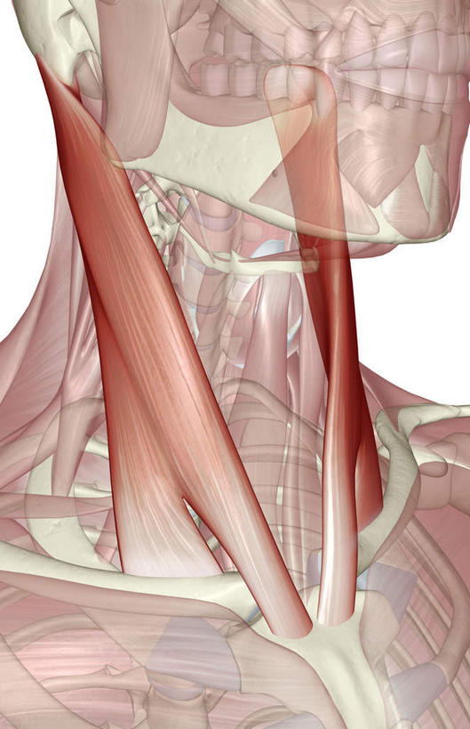 动脉,静脉,骨骼,肌肉,健壮,无人,竖图,插画,室内,特写,白天,白色背景,正面,数码,科技,静物,阴影,局部,网络,医学,骨头,高光,几何,计算机图形,合成,图画,画,模型,健康,活力,力量,人体,青春,部分,电脑合成图,数码合成图,骨架,生物学,强壮,漫画,生理学,写实,具体,具象,胸锁乳突肌,颈部,半身,彩图