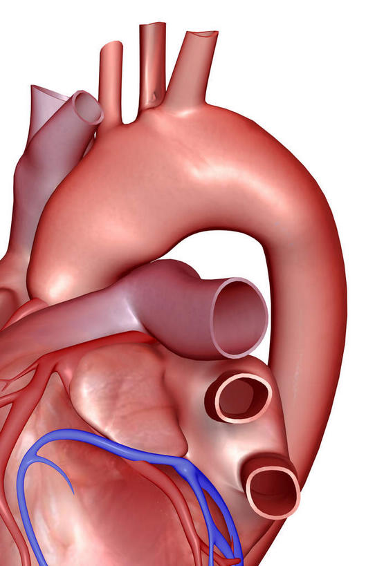 内脏,肺,心脏,动脉,静脉,无人,竖图,插画,室内,特写,白天,白色背景,正面,数码,科技,静物,阴影,局部,网络,高光,几何,计算机图形,合成,图画,画,模型,人体,部分,电脑合成图,数码合成图,生物学,器官,漫画,心血管,心房,心室,生理学,写实,具体,具象,肺动脉,肺静脉,冠状动脉,肺部,肺脏,心,彩图