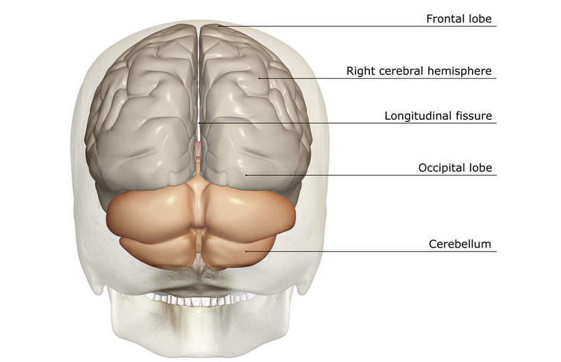 动脉,静脉,无人,横图,插画,室内,特写,白天,白色背景,正面,数码,科技,静物,大脑,阴影,局部,网络,医学,英文,标志,文字,字符,字母,高光,几何,计算机图形,合成,图画,标识,画,模型,人体,英文字母,部分,电脑合成图,数码合成图,生物学,器官,沟壑,漫画,小脑,脑干,生理学,写实,具体,具象,大脑皮层,端脑,沟,灰质,回,间脑,枕叶,彩图