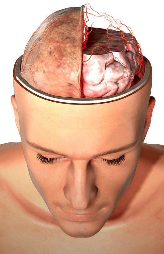 脸,头,脸颊,动脉,静脉,血管,无人,竖图,插画,室内,特写,白天,白色背景,正面,数码,科技,静物,大脑,阴影,局部,网络,医学,光芒,高光,几何,计算机图形,合成,图画,画,红色,模型,人体,皮肤,部分,电脑合成图,数码合成图,生物学,器官,沟壑,漫画,小脑,脑干,生理学,写实,具体,具象,大脑皮层,端脑,沟,灰质,回,间脑,脑动脉,头部,脸部,脸蛋,面部,半身,彩图,脑膜