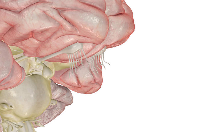 动脉,静脉,无人,横图,插画,室内,特写,白天,白色背景,正面,数码,科技,静物,大脑,阴影,局部,网络,医学,高光,几何,计算机图形,合成,图画,画,模型,人体,部分,电脑合成图,数码合成图,生物学,器官,沟壑,漫画,小脑,脑干,生理学,写实,具体,具象,大脑皮层,端脑,沟,灰质,回,间脑,脑垂体,彩图,嗅球