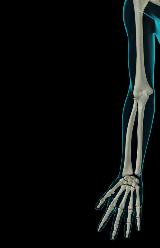 手,动脉,静脉,骨骼,无人,竖图,插画,室内,特写,白天,正面,数码,科技,静物,伸展,张开,阴影,黑色背景,局部,网络,医学,骨头,光芒,高光,几何,计算机图形,合成,图画,画,模型,手部,人体,部分,电脑合成图,数码合成图,骨架,生物学,伸出,漫画,生理学,写实,具体,具象,桡骨,腕骨,掌骨,指骨,梯形骨,手臂,半身,彩图,五指张开