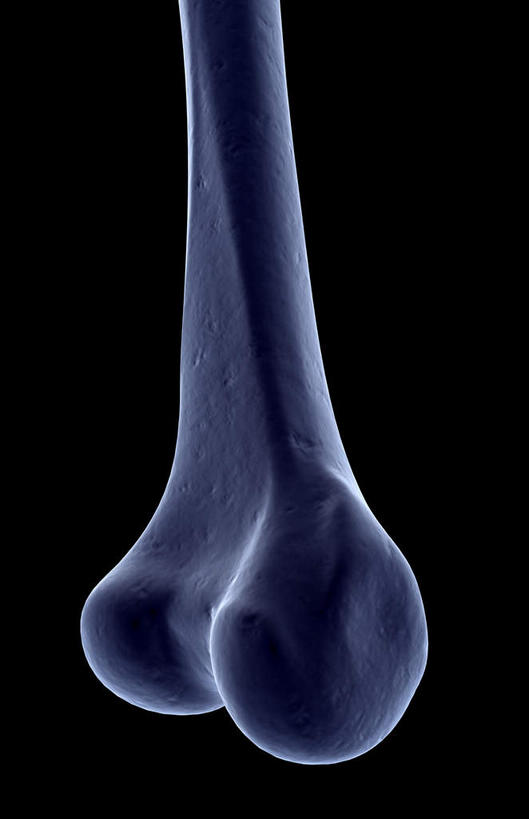 动脉,静脉,骨骼,无人,竖图,插画,x光片,室内,特写,白天,正面,数码,科技,静物,阴影,黑色背景,局部,辐射,科学,网络,医学,骨头,光芒,高光,几何,计算机图形,合成,图画,画,模型,人体,部分,电脑合成图,数码合成图,骨架,医疗,生物学,科学技术,x射线,x光,漫画,生理学,写实,具体,具象,胫骨,股骨髁骨,半身,彩图,电磁波,电磁辐射