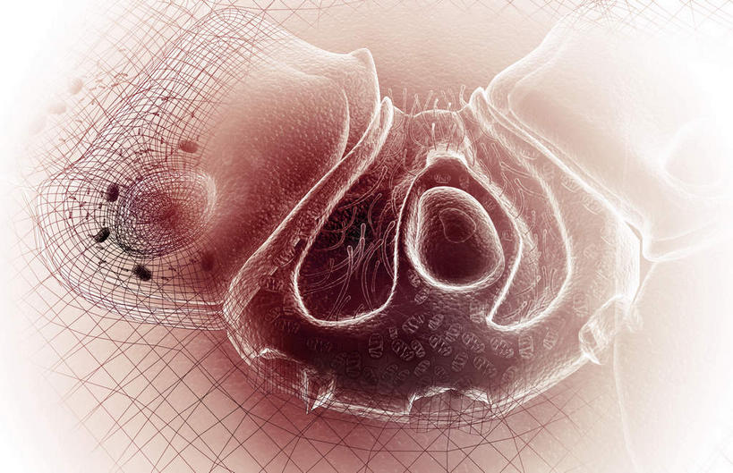 腹部,内脏,胃,动脉,静脉,无人,横图,插画,室内,白天,白色背景,正面,数码,科技,静物,阴影,网络,医学,细胞,高光,几何,计算机图形,合成,图画,画,模型,人体,电脑合成图,数码合成图,生物学,人体器官,器官,漫画,生理学,写实,具体,具象,胃壁,胃酸,胃腺,胃部,彩图