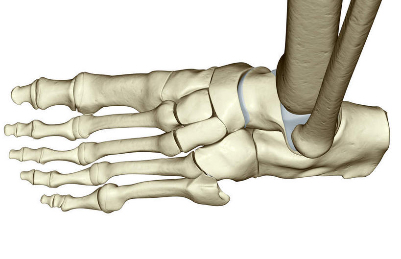 动脉,静脉,骨骼,无人,横图,插画,x光片,室内,特写,白天,白色背景,正面,数码,科技,静物,阴影,辐射,科学,网络,医学,骨头,高光,几何,计算机图形,合成,图画,画,模型,人体,电脑合成图,数码合成图,骨架,医疗,生物学,科学技术,x射线,x光,漫画,生理学,写实,具体,具象,趾骨,跖骨,足骨,彩图,电磁波,电磁辐射