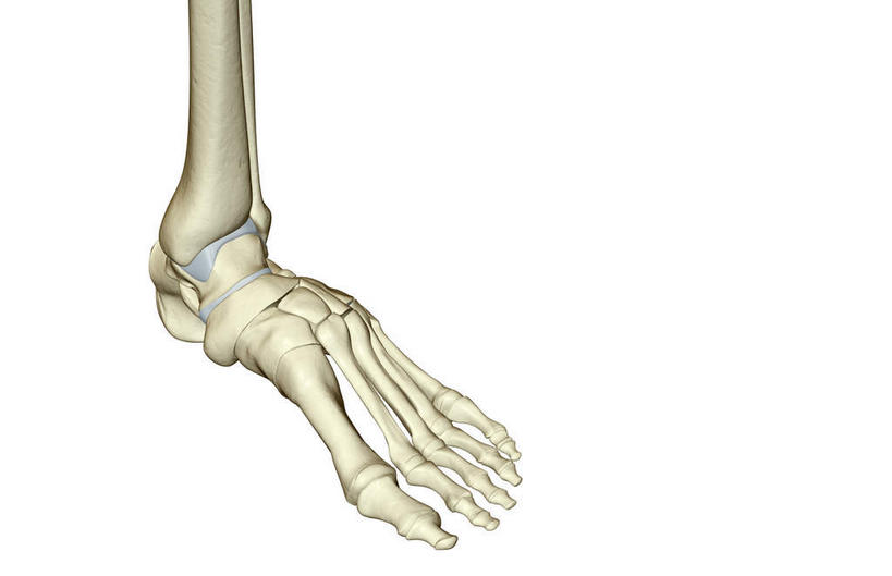 动脉,静脉,骨骼,无人,横图,插画,x光片,室内,特写,白天,白色背景,正面,数码,科技,静物,阴影,辐射,科学,网络,医学,骨头,高光,几何,计算机图形,合成,图画,画,模型,人体,电脑合成图,数码合成图,骨架,医疗,生物学,科学技术,x射线,腿骨,x光,漫画,生理学,写实,具体,具象,跟骨,跖骨,足骨,彩图,电磁波,电磁辐射