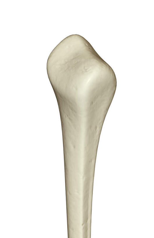 动脉,静脉,骨骼,无人,竖图,插画,x光片,室内,特写,白天,白色背景,正面,数码,科技,静物,阴影,辐射,科学,网络,医学,骨头,高光,几何,计算机图形,合成,图画,画,一个,模型,人体,单个,电脑合成图,数码合成图,骨架,医疗,生物学,科学技术,x射线,腿骨,x光,漫画,生理学,写实,具体,具象,腓骨,彩图,电磁波,电磁辐射