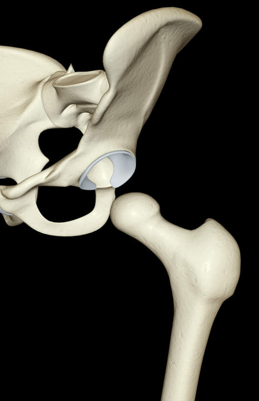 动脉,静脉,骨骼,无人,竖图,插画,x光片,室内,特写,白天,正面,数码,科技,静物,阴影,黑色背景,辐射,科学,网络,医学,骨头,高光,几何,计算机图形,合成,图画,画,模型,人体,电脑合成图,数码合成图,骨架,医疗,生物学,科学技术,x射线,x光,漫画,生理学,写实,具体,具象,股骨,髋骨,坐骨,彩图,电磁波,电磁辐射