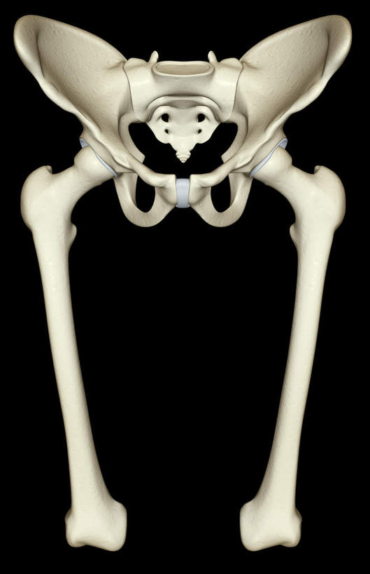动脉,静脉,骨骼,无人,竖图,插画,x光片,室内,特写,白天,正面,数码,科技,静物,阴影,黑色背景,辐射,科学,网络,医学,骨头,高光,几何,计算机图形,合成,图画,画,模型,人体,电脑合成图,数码合成图,骨架,医疗,生物学,科学技术,x射线,x光,漫画,生理学,写实,具体,具象,股骨,髋骨,尾骨,坐骨,彩图,电磁波,电磁辐射