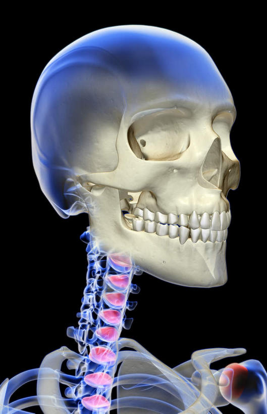 颅骨,动脉,静脉,骨骼,无人,竖图,插画,x光片,室内,特写,白天,正面,数码,科技,静物,阴影,黑色背景,辐射,科学,网络,医学,头骨,骨头,高光,几何,计算机图形,合成,图画,画,模型,人体,电脑合成图,数码合成图,骨架,医疗,生物学,科学技术,x射线,x光,漫画,生理学,写实,具体,具象,面颅骨,头盖骨,彩图,电磁波,电磁辐射