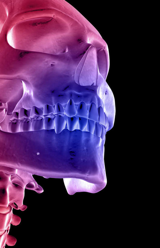 颅骨,动脉,静脉,骨骼,脊椎,无人,竖图,插画,x光片,室内,特写,白天,正面,数码,科技,静物,阴影,黑色背景,辐射,科学,网络,医学,头骨,骨头,高光,几何,计算机图形,合成,图画,画,模型,人体,电脑合成图,数码合成图,骨架,医疗,生物学,科学技术,x射线,x光,漫画,生理学,写实,具体,具象,颈椎,椎骨,脊椎骨,面颊骨,面颅骨,脊柱,头盖骨,彩图,电磁波,电磁辐射