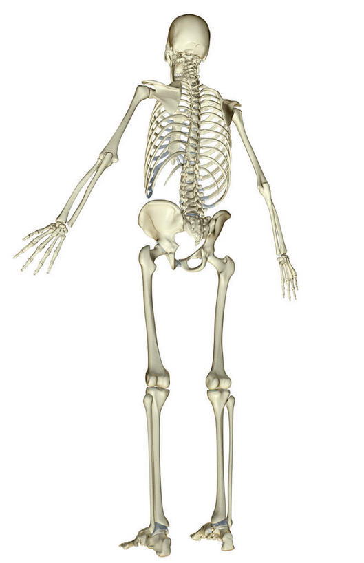 颅骨,锁骨,动脉,静脉,骨骼,胸骨,无人,竖图,插画,x光片,室内,特写,白天,白色背景,正面,数码,科技,静物,阴影,辐射,科学,网络,医学,头骨,骨头,高光,几何,计算机图形,合成,图画,画,模型,人体,电脑合成图,数码合成图,骨架,医疗,生物学,科学技术,x射线,x光,漫画,生理学,写实,具体,具象,股骨,胫骨,桡骨,面颅骨,足骨,头盖骨,彩图,全身,电磁波,电磁辐射