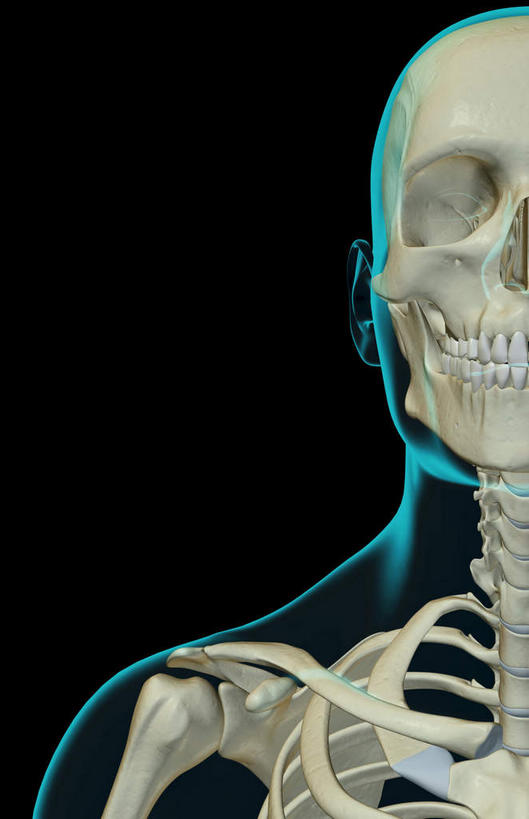 颅骨,动脉,静脉,骨骼,脊椎,无人,竖图,插画,x光片,室内,特写,白天,正面,数码,科技,静物,阴影,黑色背景,辐射,科学,网络,医学,头骨,线条,骨头,高光,几何,计算机图形,合成,图画,画,模型,人体,轮廓,电脑合成图,数码合成图,骨架,医疗,生物学,科学技术,x射线,x光,漫画,生理学,写实,具体,具象,颚骨,颈椎,椎骨,脊椎骨,面颅骨,下颌骨,脊柱,头盖骨,半身,彩图,电磁波,电磁辐射