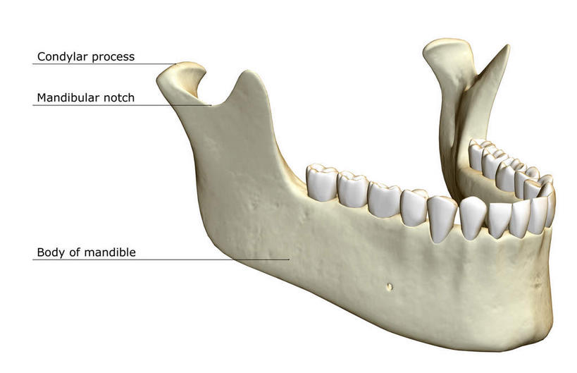 动脉,静脉,骨骼,无人,横图,插画,x光片,室内,特写,白天,白色背景,正面,数码,科技,静物,阴影,辐射,科学,网络,医学,头骨,骨头,高光,几何,计算机图形,合成,图画,画,模型,人体,电脑合成图,数码合成图,骨架,医疗,生物学,科学技术,x射线,x光,漫画,生理学,写实,具体,具象,颚骨,下颌骨,彩图,电磁波,电磁辐射