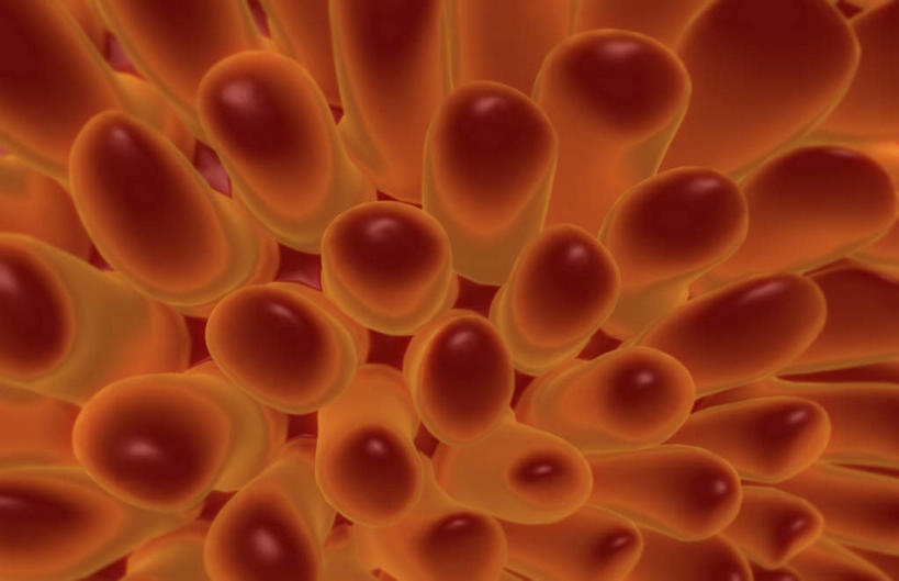 内脏,肠,动脉,静脉,十二指肠,无人,横图,插画,室内,白天,白色背景,正面,数码,科技,静物,许多,阴影,网络,医学,绒毛,高光,几何,计算机图形,合成,图画,画,模型,粘液,人体,电脑合成图,数码合成图,生物学,人体器官,器官,漫画,生理学,写实,具体,具象,黏膜,大肠,盲肠,小肠,直肠,彩图