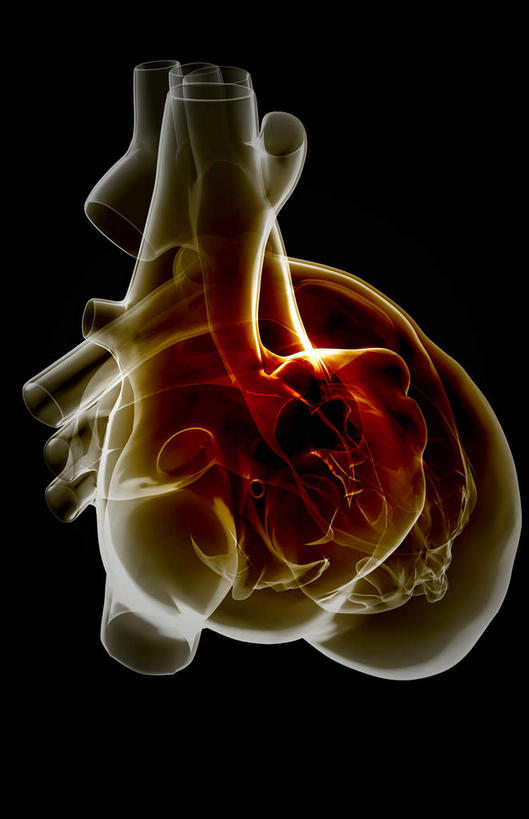 内脏,心脏,动脉,静脉,血管,无人,竖图,插画,室内,白天,正面,数码,科技,静物,阴影,黑色背景,网络,医学,高光,几何,计算机图形,合成,图画,画,一个,模型,人体,单个,电脑合成图,数码合成图,生物学,人体器官,器官,漫画,心血管,心房,心室,生理学,写实,具体,具象,主动脉,心,彩图