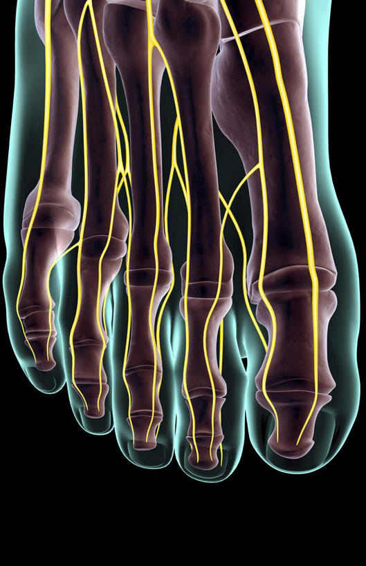 动脉,静脉,骨骼,无人,竖图,插画,x光片,室内,特写,白天,正面,数码,科技,静物,阴影,黑色背景,辐射,科学,网络,医学,线条,骨头,高光,几何,计算机图形,合成,图画,画,模型,人体,轮廓,电脑合成图,数码合成图,骨架,医疗,生物学,科学技术,x射线,x光,漫画,生理学,写实,具体,具象,趾骨,跟骨,足骨,彩图,电磁波,电磁辐射