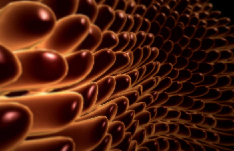 内脏,肠,动脉,静脉,十二指肠,无人,横图,插画,室内,白天,正面,数码,科技,静物,许多,阴影,黑色背景,网络,医学,绒毛,高光,几何,计算机图形,合成,图画,画,模型,粘液,人体,电脑合成图,数码合成图,生物学,人体器官,器官,漫画,生理学,写实,具体,具象,黏膜,大肠,盲肠,小肠,直肠,彩图