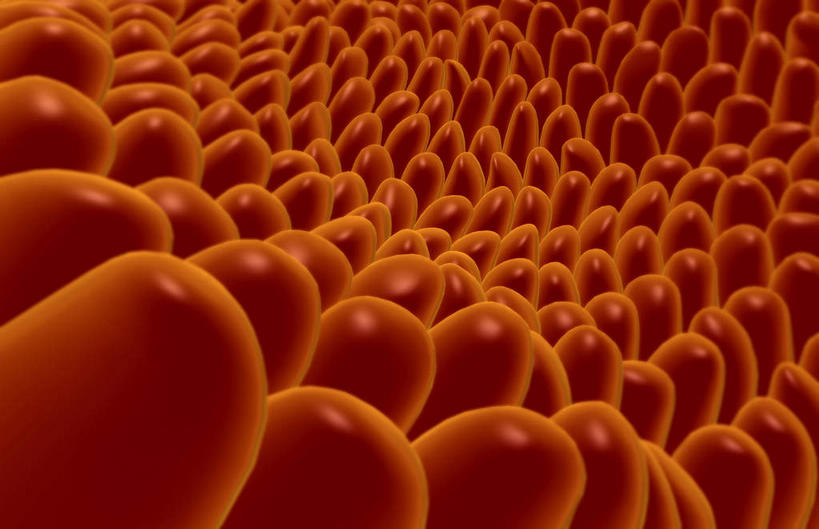 内脏,肠,动脉,静脉,十二指肠,无人,横图,插画,室内,白天,正面,数码,科技,静物,许多,阴影,网络,医学,绒毛,高光,几何,计算机图形,合成,图画,画,模型,粘液,人体,电脑合成图,数码合成图,生物学,人体器官,器官,漫画,生理学,写实,具体,具象,黏膜,大肠,盲肠,小肠,直肠,彩图