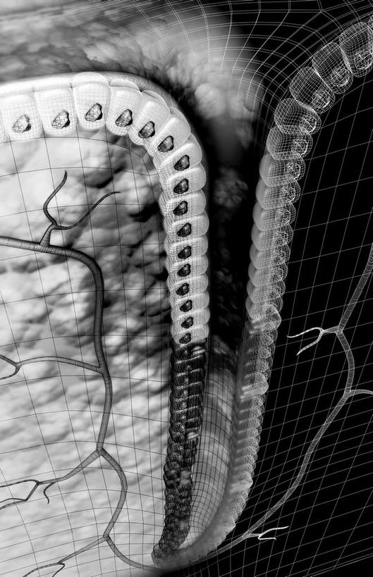 内脏,动脉,静脉,无人,竖图,黑白,插画,室内,白天,正面,数码,科技,静物,阴影,网络,医学,高光,几何,计算机图形,合成,图画,画,模型,人体,电脑合成图,数码合成图,生物学,人体器官,器官,漫画,生理学,写实,具体,具象,壁细胞,黏膜,胃壁,胃腺,胃小凹