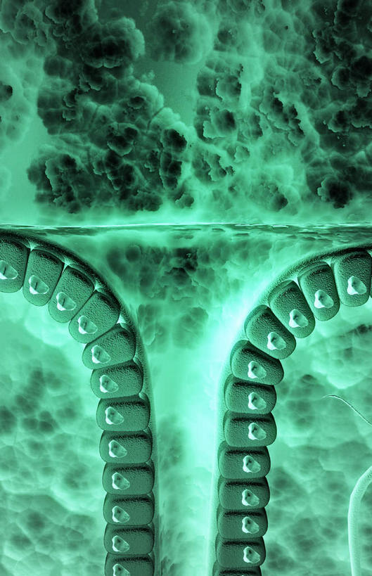 内脏,动脉,静脉,无人,竖图,插画,室内,白天,正面,数码,科技,静物,阴影,网络,医学,高光,几何,计算机图形,合成,图画,画,模型,人体,电脑合成图,数码合成图,生物学,人体器官,器官,漫画,生理学,写实,具体,具象,壁细胞,黏膜,胃壁,胃腺,胃小凹,彩图