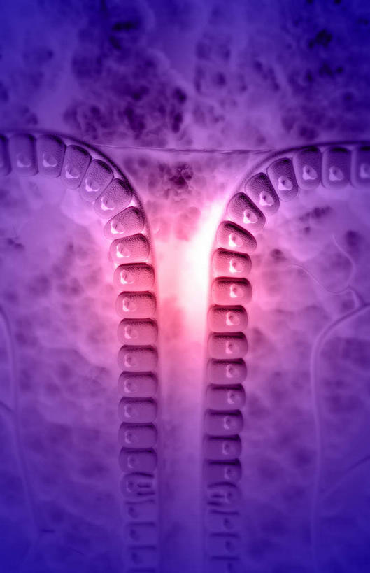 内脏,动脉,静脉,无人,竖图,插画,室内,白天,正面,数码,科技,静物,阴影,网络,医学,高光,几何,计算机图形,合成,图画,画,模型,人体,电脑合成图,数码合成图,生物学,人体器官,器官,漫画,生理学,写实,具体,具象,壁细胞,黏膜,胃壁,胃腺,胃小凹,彩图