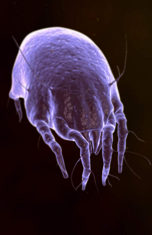 无人,竖图,插画,室内,特写,白天,正面,数码,科技,阴影,黑色背景,网络,医学,昆虫,高光,几何,计算机图形,合成,图画,画,动物,电脑合成图,数码合成图,生物学,漫画,生理学,写实,具体,具象,害虫,螨虫,尘螨,彩图