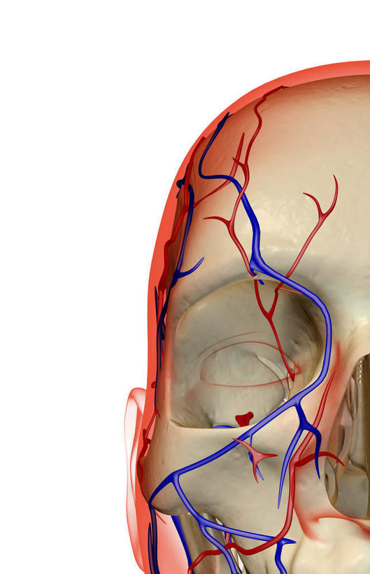 颅骨,动脉,静脉,骨骼,无人,竖图,插画,x光片,室内,特写,白天,白色背景,正面,数码,科技,静物,阴影,辐射,科学,网络,医学,头骨,线条,骨头,高光,几何,计算机图形,合成,图画,画,模型,人体,轮廓,电脑合成图,数码合成图,骨架,医疗,生物学,科学技术,x射线,x光,漫画,生理学,写实,具体,具象,颌骨,面静脉,头盖骨,半身,彩图,电磁波,电磁辐射