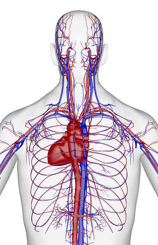 内脏,心脏,动脉,静脉,无人,竖图,插画,x光片,室内,特写,白天,白色背景,正面,数码,科技,静物,阴影,辐射,科学,网络,医学,线条,高光,几何,计算机图形,合成,图画,画,模型,人体,轮廓,电脑合成图,数码合成图,医疗,生物学,科学技术,x射线,器官,x光,漫画,心血管,心房,心室,生理学,写实,具体,具象,肋间动脉,肋间静脉,心,半身,彩图,电磁波,电磁辐射