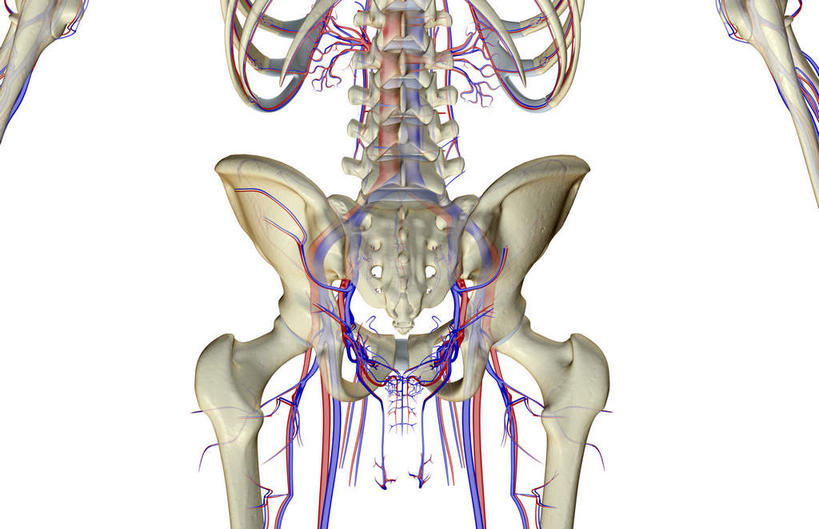脊髓,动脉,静脉,骨骼,肋骨,无人,横图,插画,x光片,室内,特写,白天,白色背景,正面,数码,科技,静物,阴影,辐射,科学,网络,医学,骨头,高光,几何,计算机图形,合成,图画,画,模型,人体,电脑合成图,数码合成图,骨架,医疗,生物学,科学技术,x射线,盆骨,x光,漫画,生理学,写实,具体,具象,股骨,髋骨,椎骨,股动脉,股静脉,脊椎骨,脊柱,彩图,电磁波,电磁辐射