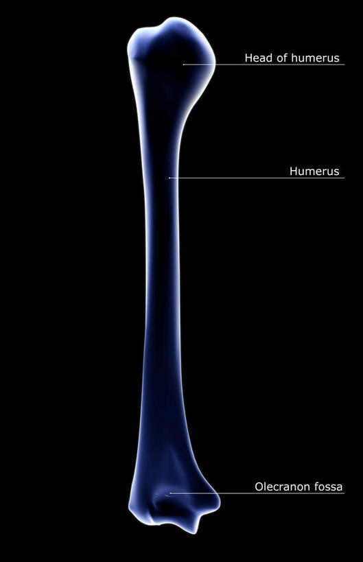 动脉,静脉,骨骼,无人,竖图,插画,x光片,室内,特写,白天,正面,数码,科技,静物,阴影,黑色背景,辐射,科学,网络,医学,英文,标志,文字,字符,字母,骨头,高光,几何,计算机图形,合成,图画,标识,画,模型,解说,人体,说明,英文字母,电脑合成图,数码合成图,骨架,医疗,生物学,科学技术,x射线,x光,漫画,生理学,写实,具体,具象,肱骨,阐明,申明,注解,注明,彩图,电磁波,电磁辐射