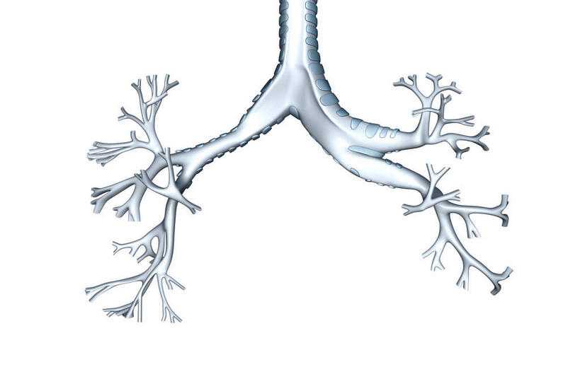 内脏,气管,动脉,静脉,无人,横图,插画,室内,白天,白色背景,正面,数码,科技,静物,阴影,网络,医学,高光,几何,计算机图形,合成,图画,画,模型,人体,电脑合成图,数码合成图,生物学,人体器官,器官,漫画,支气管,生理学,写实,具体,具象,细支气管,肺泡,彩图