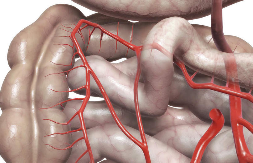 内脏,肠,动脉,静脉,血管,十二指肠,无人,横图,插画,室内,白天,白色背景,正面,数码,科技,静物,阴影,网络,医学,高光,几何,计算机图形,合成,图画,画,模型,人体,电脑合成图,数码合成图,生物学,人体器官,器官,漫画,生理学,写实,具体,具象,横结肠,空肠,大肠,盲肠,小肠,直肠,彩图