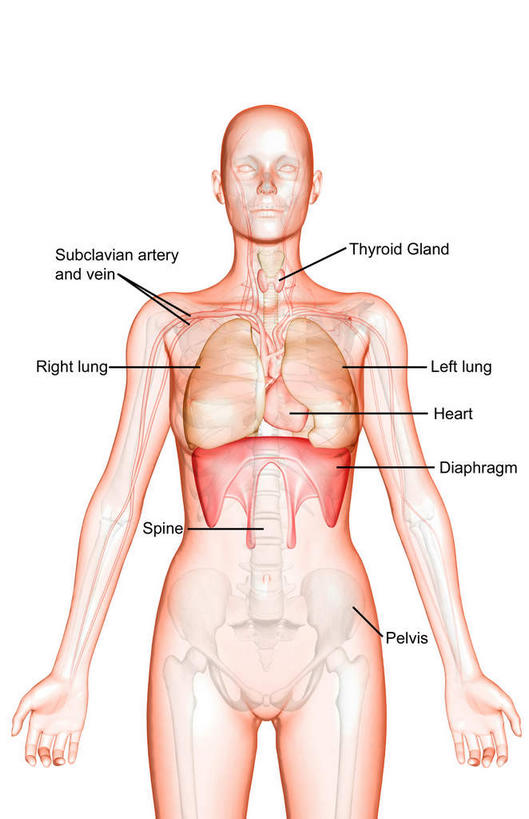 内脏,肺,肠,动脉,静脉,十二指肠,无人,竖图,插画,室内,白天,白色背景,正面,数码,科技,静物,阴影,网络,医学,英文,标志,文字,字符,字母,高光,几何,计算机图形,合成,图画,标识,画,模型,解说,人体,说明,英文字母,电脑合成图,数码合成图,生物学,人体器官,器官,漫画,生理学,写实,具体,具象,隔膜,喉,呼吸系统,阐明,申明,注解,注明,锁骨下动脉,锁骨下静脉,大肠,肺部,肺脏,盲肠,小肠,直肠,半身,彩图