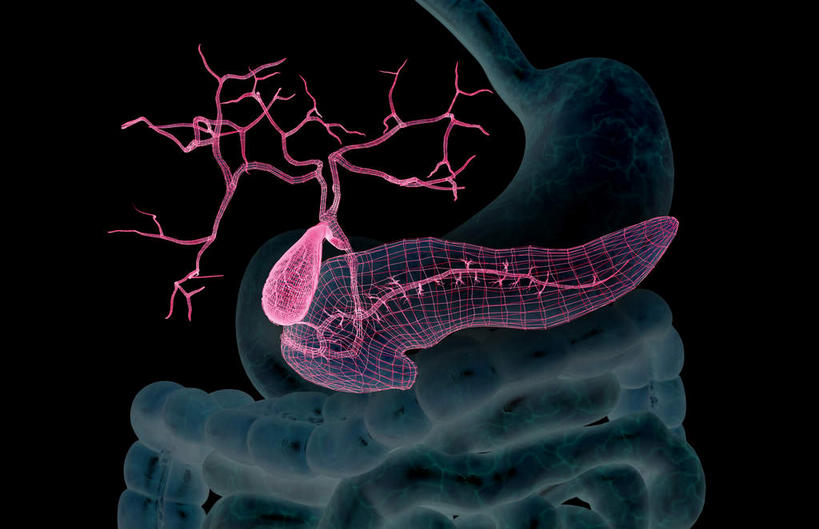 内脏,胰腺,肠,动脉,静脉,胆囊,十二指肠,无人,横图,插画,室内,白天,正面,数码,科技,静物,阴影,黑色背景,网络,医学,高光,几何,计算机图形,合成,图画,画,模型,人体,电脑合成图,数码合成图,生物学,人体器官,器官,漫画,生理学,写实,具体,具象,胆管,横结肠,空肠,胰管,大肠,盲肠,小肠,直肠,彩图