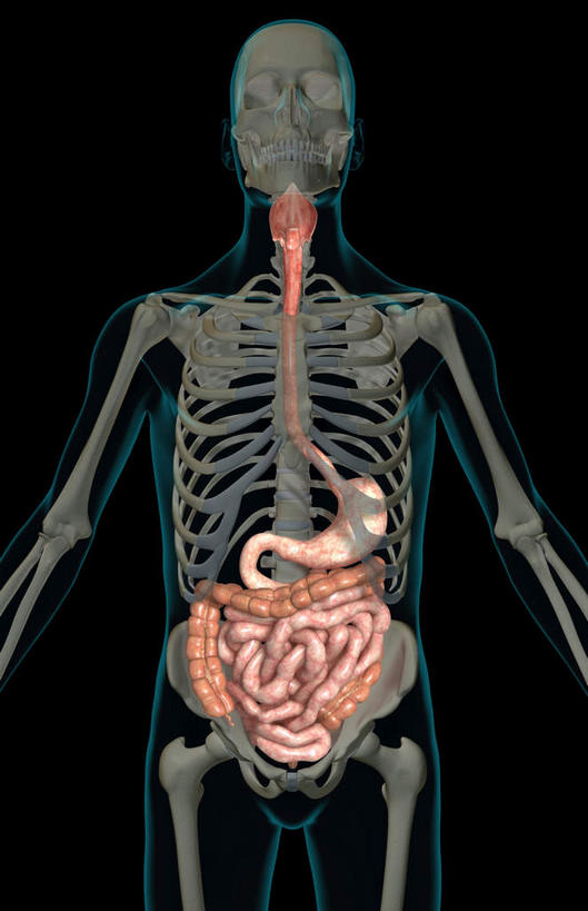 腹部,内脏,食道,胃,肠,动脉,静脉,骨骼,肛门,十二指肠,无人,竖图,插画,x光片,室内,白天,正面,数码,科技,静物,阴影,黑色背景,辐射,科学,网络,医学,骨头,高光,几何,计算机图形,合成,图画,画,模型,人体,电脑合成图,数码合成图,骨架,医疗,生物学,人体器官,科学技术,x射线,器官,x光,漫画,生理学,写实,具体,具象,横结肠,降结肠,结肠,空肠,乙状结肠,大肠,盲肠,小肠,直肠,胃部,半身,彩图,电磁波,电磁辐射