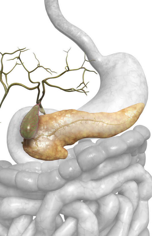 内脏,肠,动脉,静脉,十二指肠,无人,竖图,插画,室内,白天,白色背景,正面,数码,科技,静物,阴影,网络,医学,高光,几何,计算机图形,合成,图画,画,模型,人体,电脑合成图,数码合成图,生物学,人体器官,器官,漫画,生理学,写实,具体,具象,胆,胆管,胆总管,大肠,盲肠,小肠,直肠,彩图