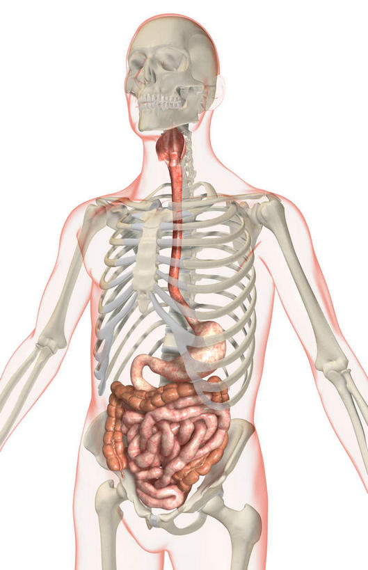 内脏,肠,动脉,静脉,骨骼,十二指肠,无人,竖图,插画,室内,白天,白色背景,正面,数码,科技,静物,阴影,网络,医学,线条,骨头,高光,几何,计算机图形,合成,图画,画,模型,人体,轮廓,电脑合成图,数码合成图,骨架,生物学,人体器官,器官,漫画,生理学,写实,具体,具象,横结肠,回肠,降结肠,空肠,升结肠,乙状结肠,大肠,盲肠,小肠,直肠,半身,彩图