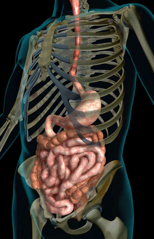腹部,内脏,胃,肠,动脉,静脉,骨骼,十二指肠,无人,竖图,插画,室内,白天,正面,数码,科技,静物,阴影,黑色背景,网络,医学,线条,骨头,高光,几何,计算机图形,合成,图画,画,模型,人体,轮廓,电脑合成图,数码合成图,骨架,生物学,人体器官,器官,漫画,生理学,写实,具体,具象,横结肠,降结肠,空肠,升结肠,乙状结肠,大肠,盲肠,小肠,直肠,胃部,半身,彩图